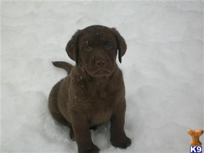 Chocolate Labradors Chanpion Lines